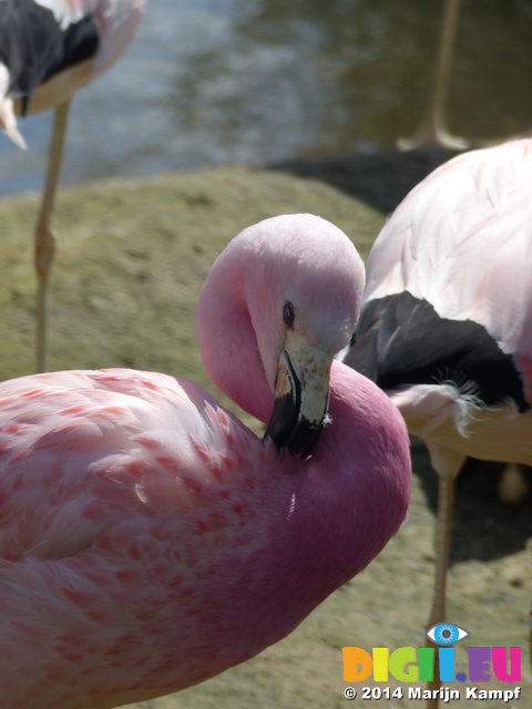 FZ006393 Andean flamingo (Phoenicopterus andinus)